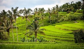 На Бали перенесли введение нового налога